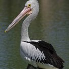 Pelican portrait